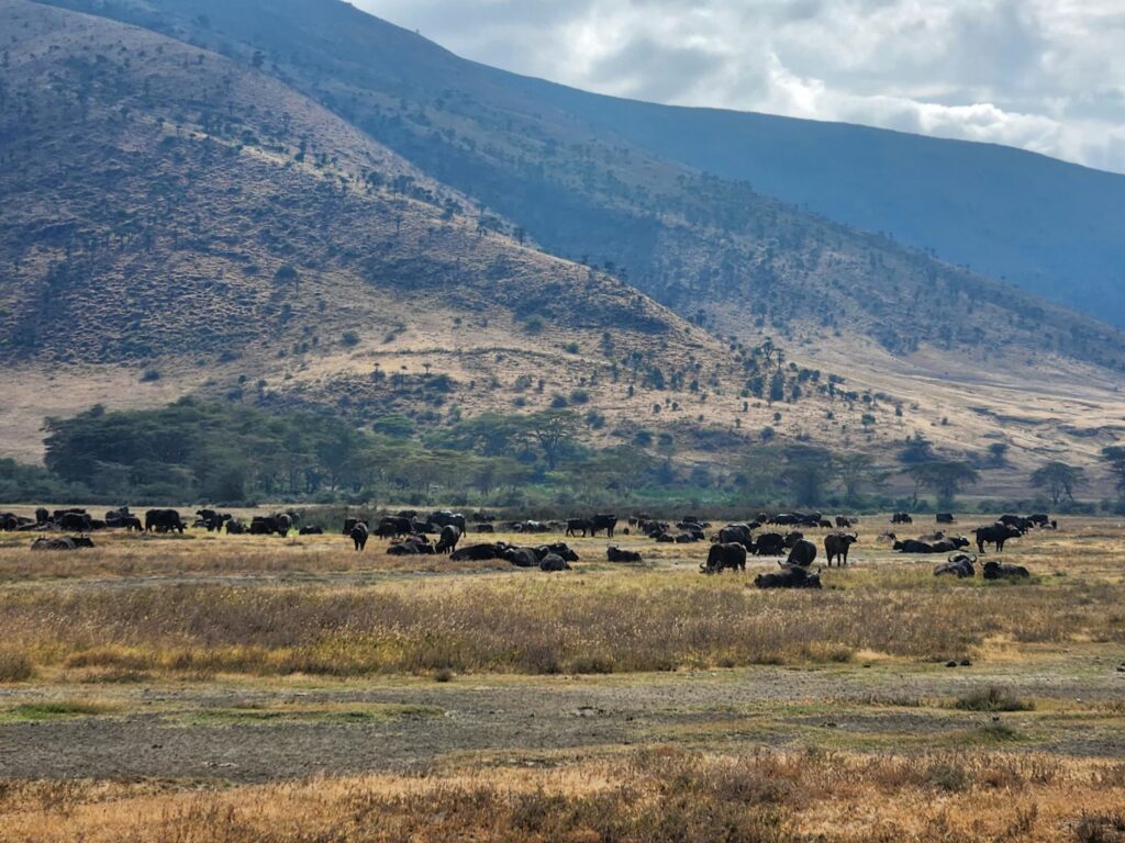 ngorongoro44